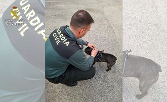Investigadas varias personas por el SEPRONA de la Guardia Civil de Ciudad Real dedicadas a la venta fraudulenta de cachorros de perros a través de internet