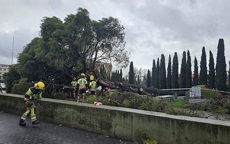 Cae un pino de más de 60 años en la Plaza de España de Guadalajara tras las borrascas