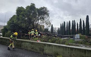 Cae un pino de más de 60 años en la Plaza de España de Guadalajara tras las borrascas
