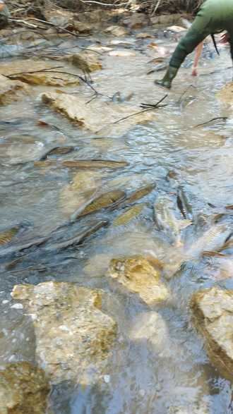 Miles de carpas condenadas a morir en el canal de Entrepeñas a Buendía: un crimen ecológico con responsables minimizado por la ayuda de operarios y voluntarios