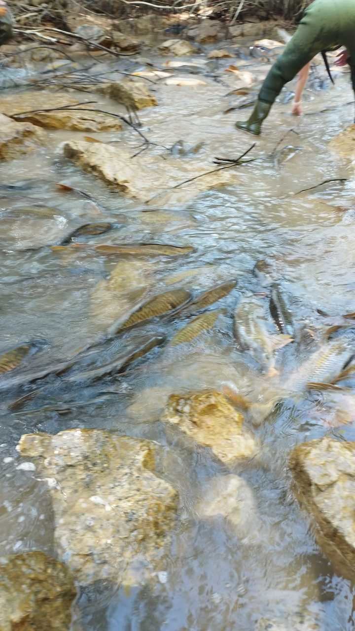 Miles de carpas condenadas a morir en el canal de Entrepeñas a Buendía: un crimen ecológico con responsables minimizado por la ayuda de operarios y voluntarios