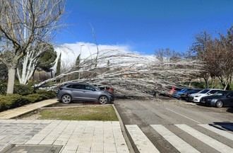 Fuertes vientos causan casi 50 incidentes en Guadalajara, principalmente por caídas de árboles