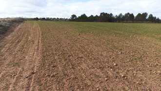 La Consejería de Desarrollo Sostenible deja fuera a más de 40 municipios en la comarca de emergencia cinegética por daños de conejo