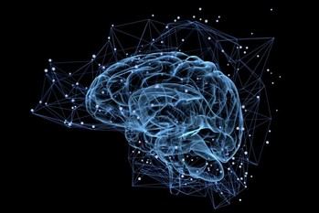Descubre la complejidad y funciones del cerebro humano