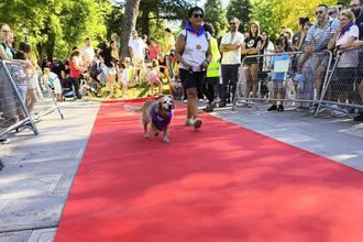 Mañana solidaria y familiar en el corazón de Guadalajara con el Desfile Perruno y la Fiesta Infantil PequeCongo