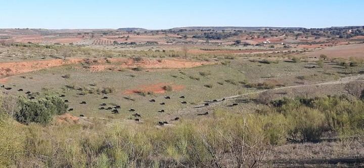 El Gobierno de Castilla-La Mancha aclara el deslinde de vías pecuarias y su diferencia con la expropiación