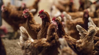 Castilla La Mancha confirma la presencia de la enfermedad de Newcastle en una explotación de pollos de carne en Casas de Juan Núñez