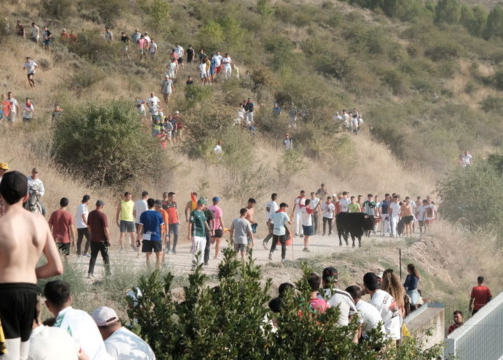 Encierro por el campo, este sábado en Brihuega. Foto : EDUARDO BONILLA