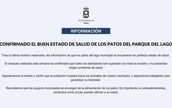 Patos del parque del lago en excelente estado de salud tras revisión veterinaria