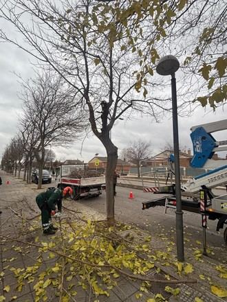 Azuqueca poda más de 1.000 árboles en esta temporada