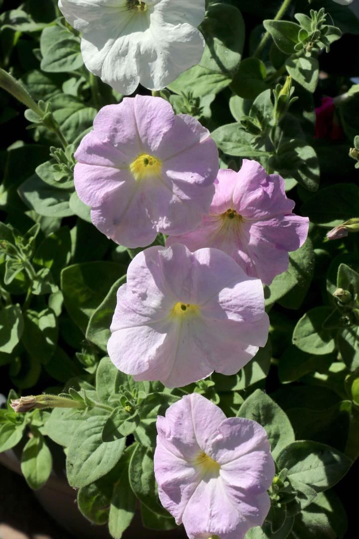 Cogolludo convoca el IV Concurso de Embellecimiento de fachadas y balcones. Cogolludo-Guadalajara