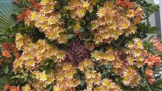 La Casa de México de Madrid da la bienvenida a la primavera con más de 20.000 flores