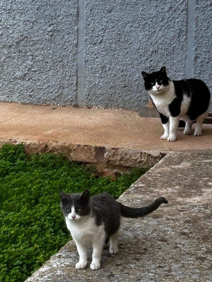 Entregadas las primeras autorizaciones provisionales de 'persona colaboradora autorizada' para el cuidado de las colonias felinas de Azuqueca