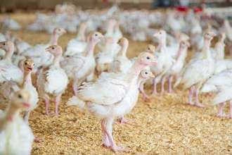Luz verde ambiental para una granja de 42.000 pollos en Cuenca