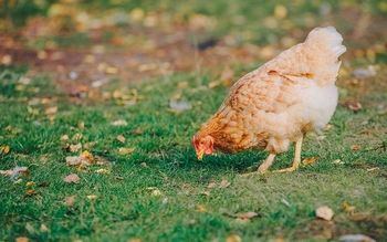 El Gobierno confina desde el lunes aves de corral en 18 zonas de especial riesgo de Castilla La Mancha para no propagar gripe aviar