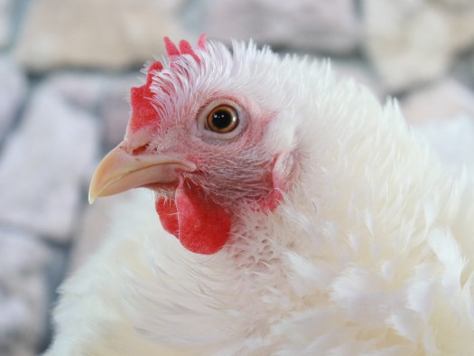 Detectado un foco de gripe aviar en una granja de gallinas de un pueblo de Toledo