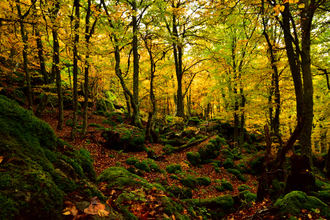 Bosques nativos vs. exóticos: ¿quién gana la batalla del carbono?