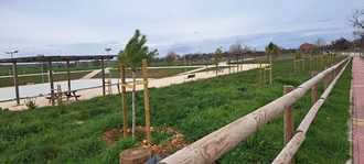 El PP de Horche lamenta que el PSOE no atienda las preocupaciones de los vecinos y se niegue a reubicar los pinos plantados frente al colegio