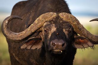 Un estudio confirma la gran capacidad de adaptación de los ecosistemas del pasado incluso tras grandes perturbaciones