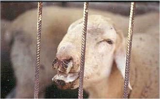 El MAPA confirma un nuevo foco de lengua azul en la provincia de Guadalajara