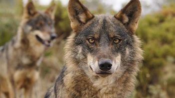Castilla La Mancha se abstiene en la votación del informe que avala la caza del lobo, que obtiene el respaldo de la mayoría de las CCAA