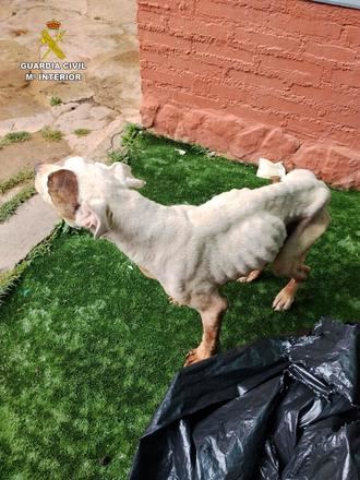 El Seprona detiene en Sigüenza a una persona por maltrato animal