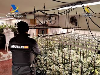Desmantelada una nueva plantación indoor de 612 plantas de marihuana en un inmueble de la Trijueque