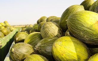 La Interprofesional melón y sandía de Castilla La Mancha califica la campaña como desastrosa y apela a revitalizar el sector
