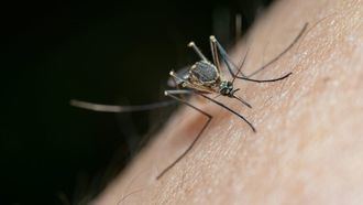 Mosquitos, avispas y garrapatas: los insectos del verano vuelven con fuerza