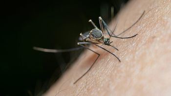 Mosquitos, avispas y garrapatas: los insectos del verano vuelven con fuerza