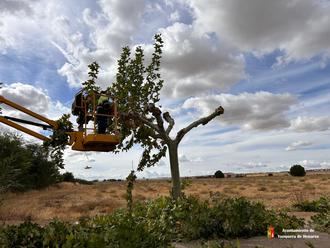 El Ayuntamiento de Yunquera de Henares inicia la campaña anual de poda del arbolado urbano
