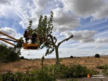 El Ayuntamiento de Yunquera de Henares inicia la campaña anual de poda del arbolado urbano