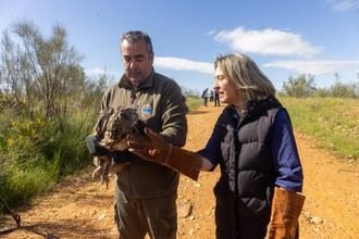 Suelta de un búho real rehabilitado en Usanos por la alcaldesa de Guadalajara