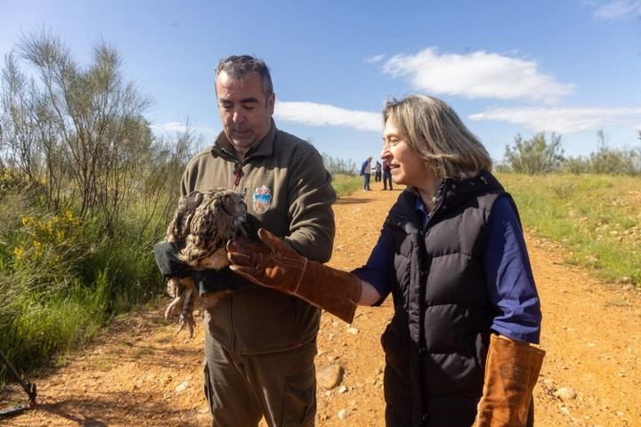 Suelta de un búho real rehabilitado en Usanos por la alcaldesa de Guadalajara