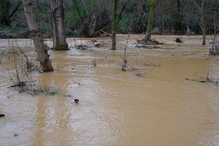 Crecida del río Henares a su paso por Guadalajara este miércoles pasado. Foto : EDUARDO BONILLA