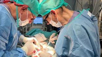 Primer trasplante a cerdos de riñones porcinos modificados con organoides humanos