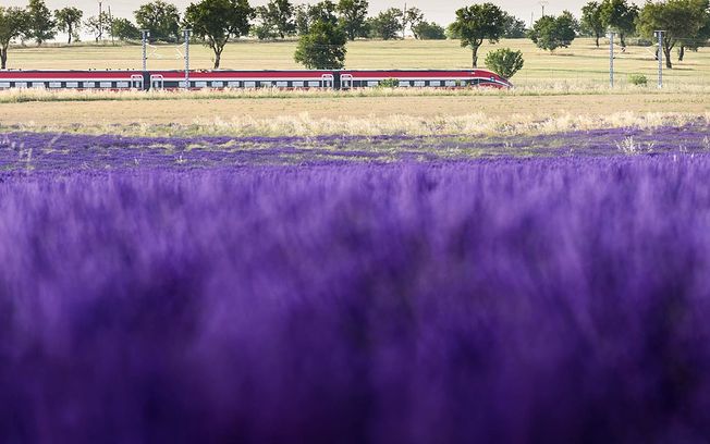 Renfe vuelve a poner en marcha el jueves el Tren de la Lavanda para conocer los campos de Brihuega