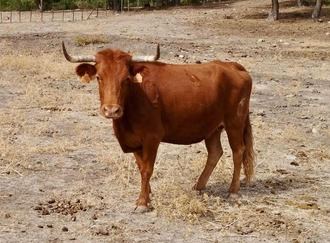 Cuenca recupera las vaquillas nocturnas de la Feria de San Julián
