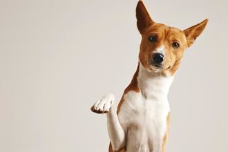 Los Colegios de Veterinarios advierten del bajo porcentaje de vacunación de perros y gatos y en Castilla La Mancha