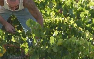 Las exportaciones de vino en Castilla -La Mancha han crecido sobre todo en el mercado chino.