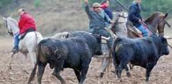 Un instante del encierro matinal en Armuña. / fotos: Toromundial.com