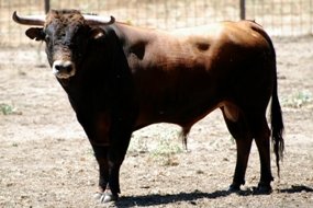 Elegidos los toros del segundo encierro de la Ferias y Fiestas de Guadalajara 2011