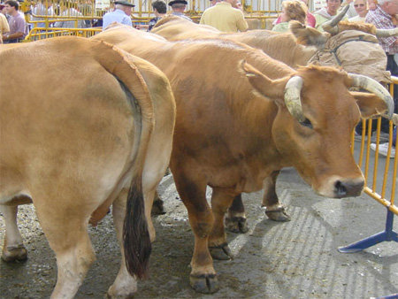 La Feria de Cantalojas promocionará la carne de calidad certificada con la marca “Guadanorte”