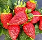 Dicen que las fresas podrían servir para prevenir el cáncer de esófago