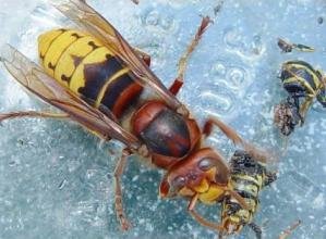 La posible llegada del avispón asiático hace peligrar la persistencia de nuestras colmenas