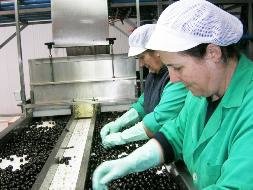 El Plan PiCE busca estimular la creación de proyectos dirigidos por entidades asociativas