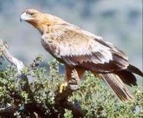 El CERI de Sevilleja de la Jara devuelve a su hábitat a un águila imperial 