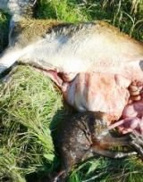 Ecologistas en Acción denuncian 