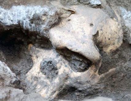 Cráneo número 5, hallado en Dmanisi, Georgia. | Museo Nacional de Georgia