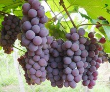 La exportacion del vino pieza fundamental en los nuevos negocios